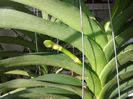 13.05.2014 Vanda
