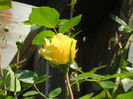Rose Golden Showers (2014, May 13)