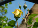 Rose Golden Showers (2014, May 13)
