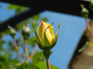 Rose Golden Showers (2014, May 13)
