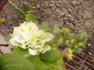 Clematita Yuki-no-yoso-oi