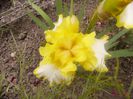 Iris Fringe of Gold