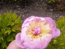 Paeonia Bowl OF beauty