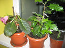 Picture My plants 103
