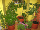 Picture My plants 106