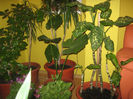 Picture My plants 110