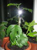 Picture My plants 132