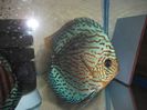 DSCF6564