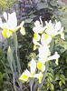 irisi-Olanda