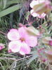 floarea miresii
