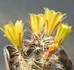 echinocereus davisii