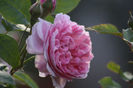 Cottage Rose