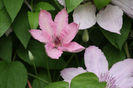 Hagley Hybrid