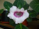 DSCN5956