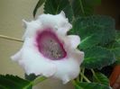DSCN5960