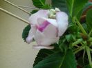 DSCN5961