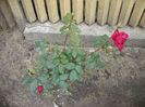 Crimson Glory cl