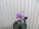 Ozark Blue Popcorn