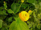 Ranunculus Emilia