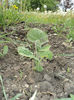 puiet paulownia din plantatie