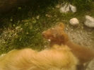 un catelus orfan