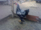94767237_SNFLENK3
