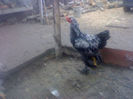 94767239_UEOXSHP