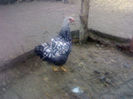 94767303_ATCVAZG