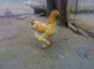 95748229_RHRIVMD3