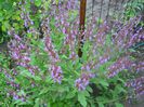 salvia o.
