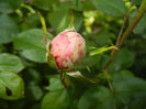 Rose Pleasure (2014, May 11)
