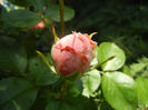 Rose Pleasure (2014, May 13)