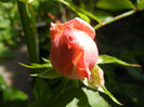 Rose Pleasure (2014, May 13)