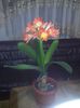 clivia