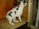 rex dalmatian mascul_1