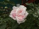 DSC00508