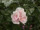 DSC00511