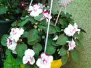 impatiens batut