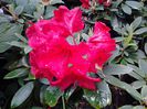 rododendron