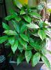 aucuba japonica