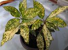 croton