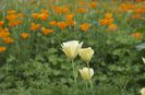 California Poppy