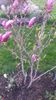 magnolie nigra