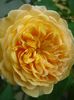 Crown Princess Margareth