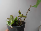 phlox, ce pacat ca  are un vir rupt