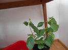 Lantana  mov
