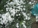 cerastum tomentosum