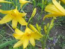 amarillis galben 1