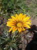 gazania