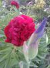 iris si bujor